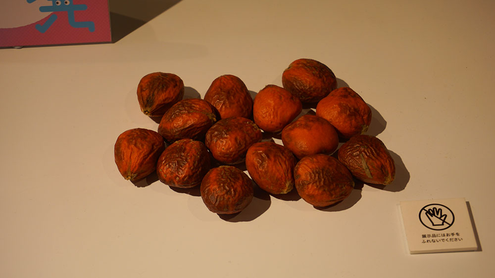 Fermentation Tourism Nippon 小倉ヒラク